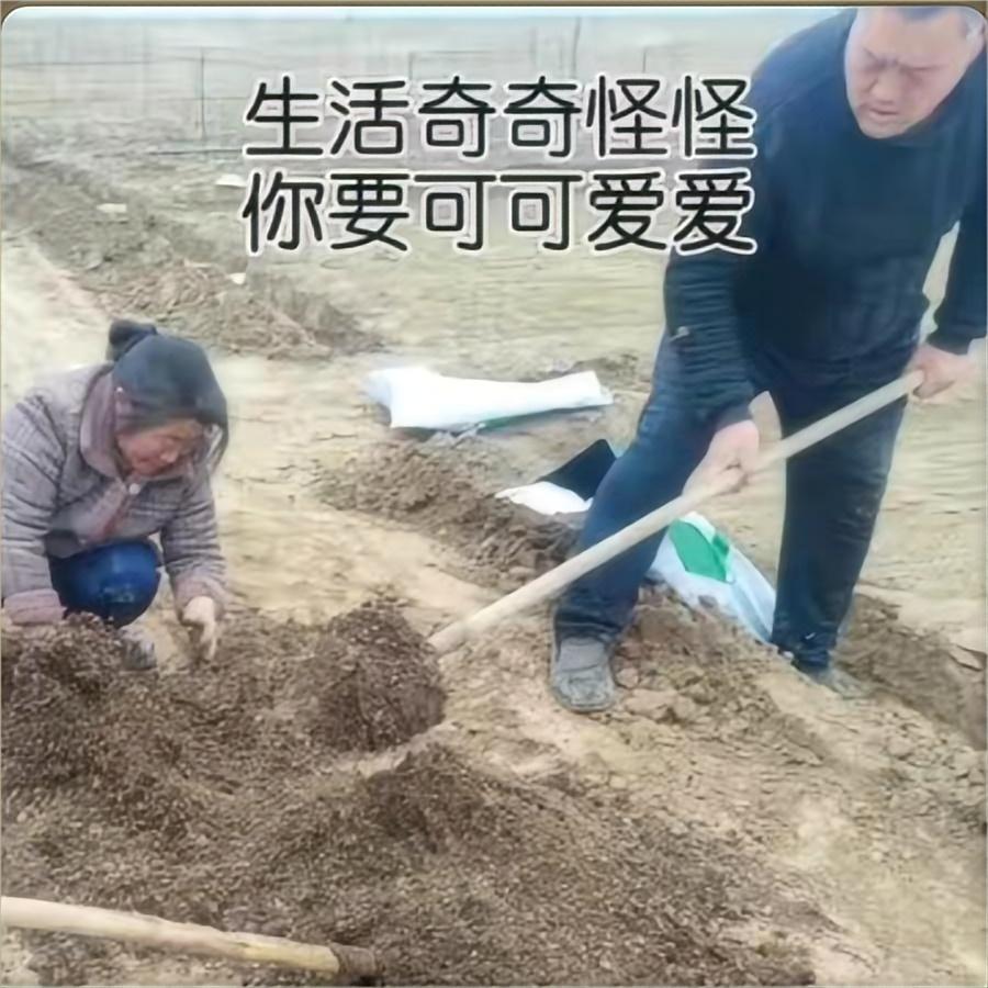 准备小盆培育