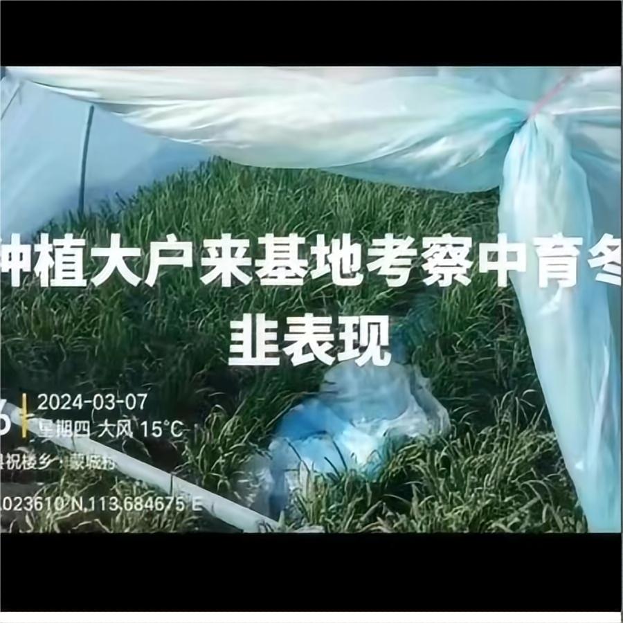 种植大户来基地考察中育冬韭