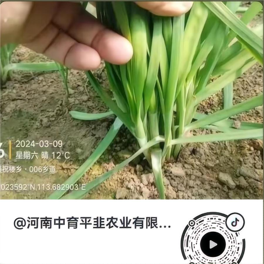 长得真好