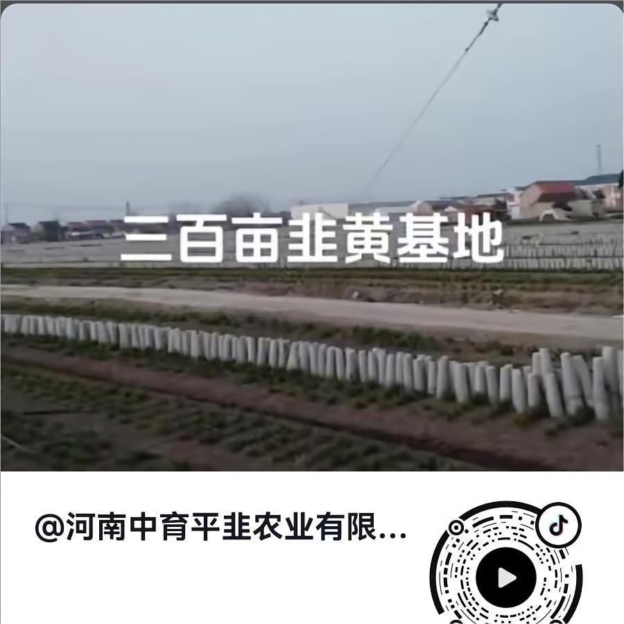 三百亩韭黄基地