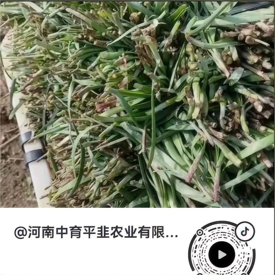 红根韭菜