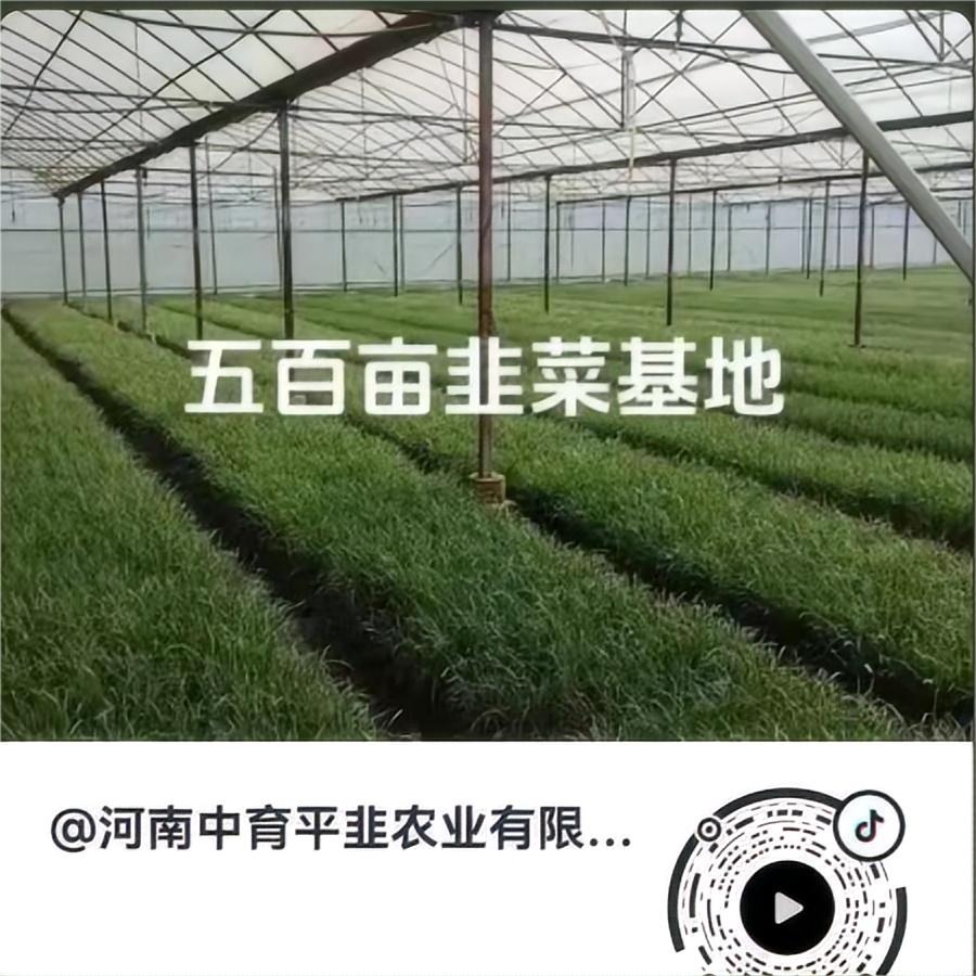 五百亩韭菜基地