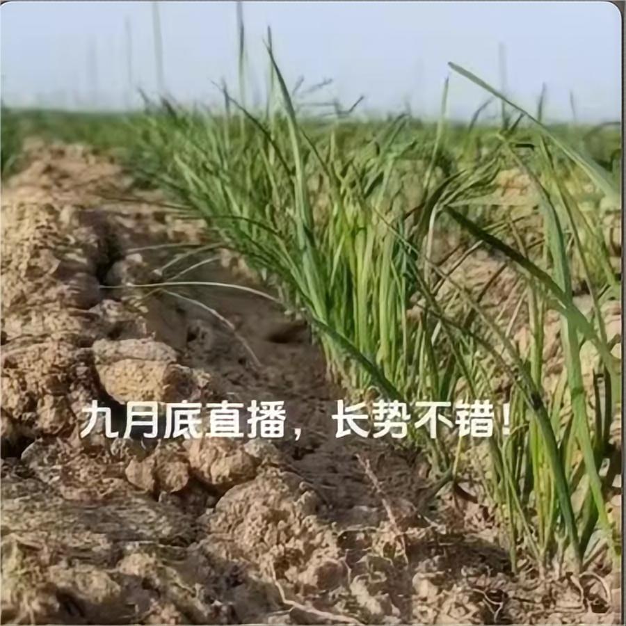 九月底直播，长势不错