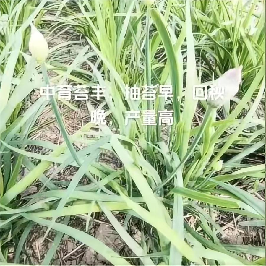 中育薹丰，抽薹早，回秧晚，产量高