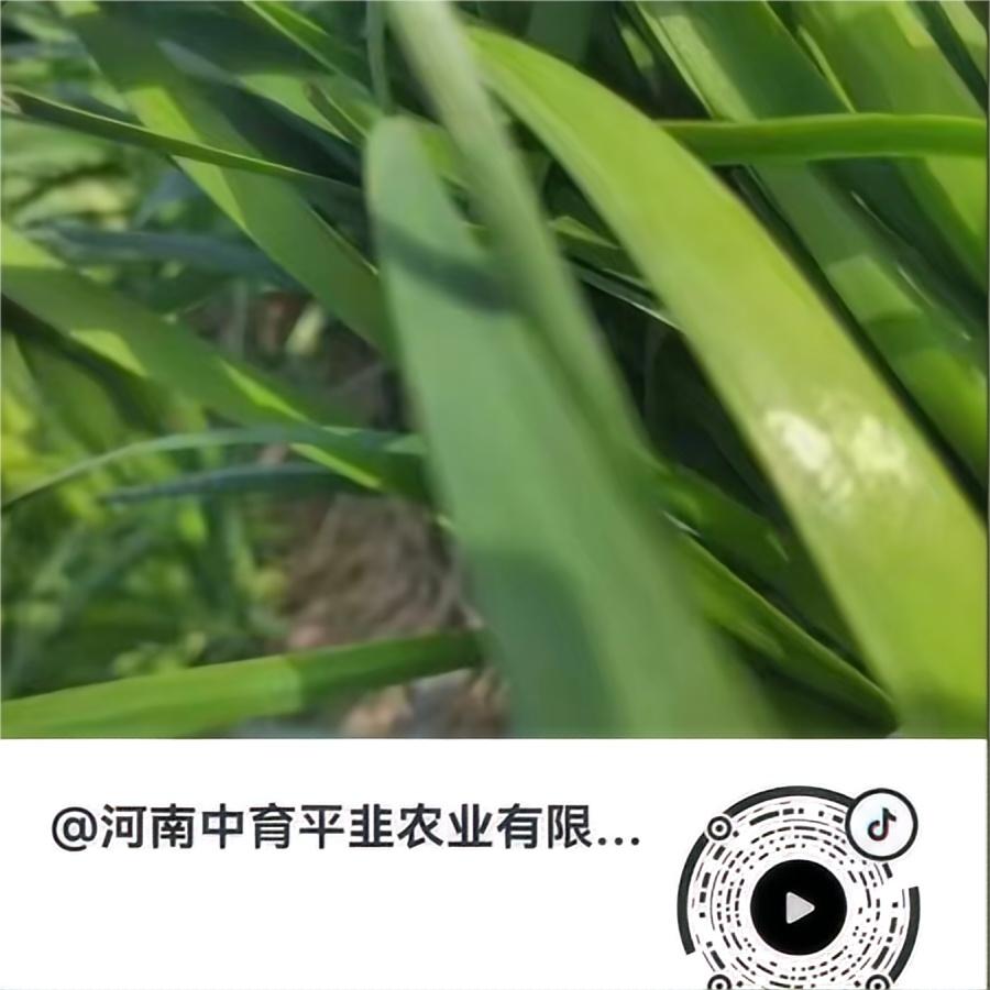 叶色深绿
