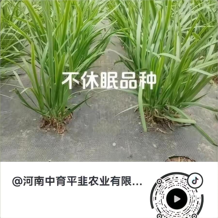 中育8号-不休眠品种