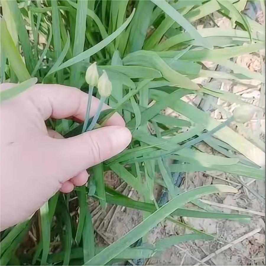 中育薹丰