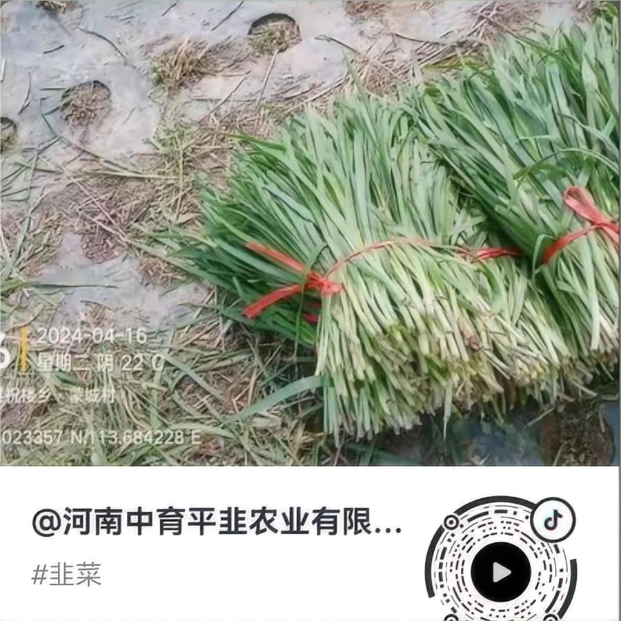 大量出菜