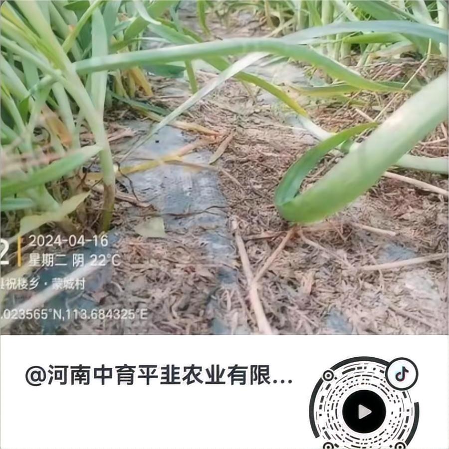 中育1号