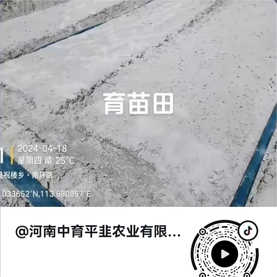 育苗田