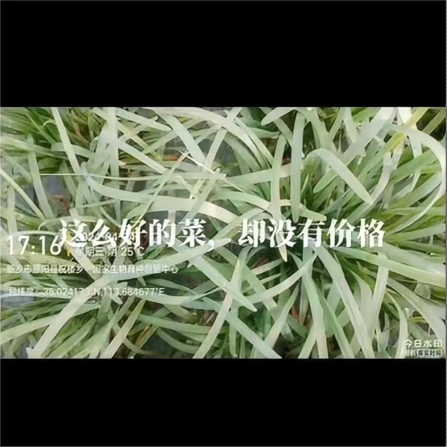 这么好的菜，大量出