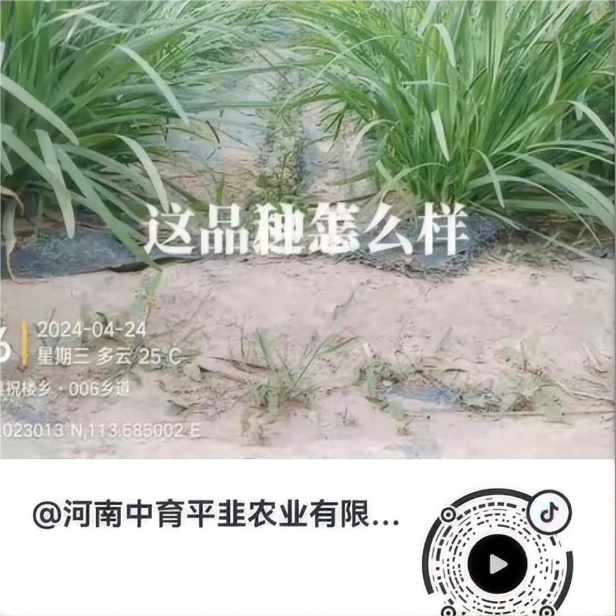 这个品种怎么样