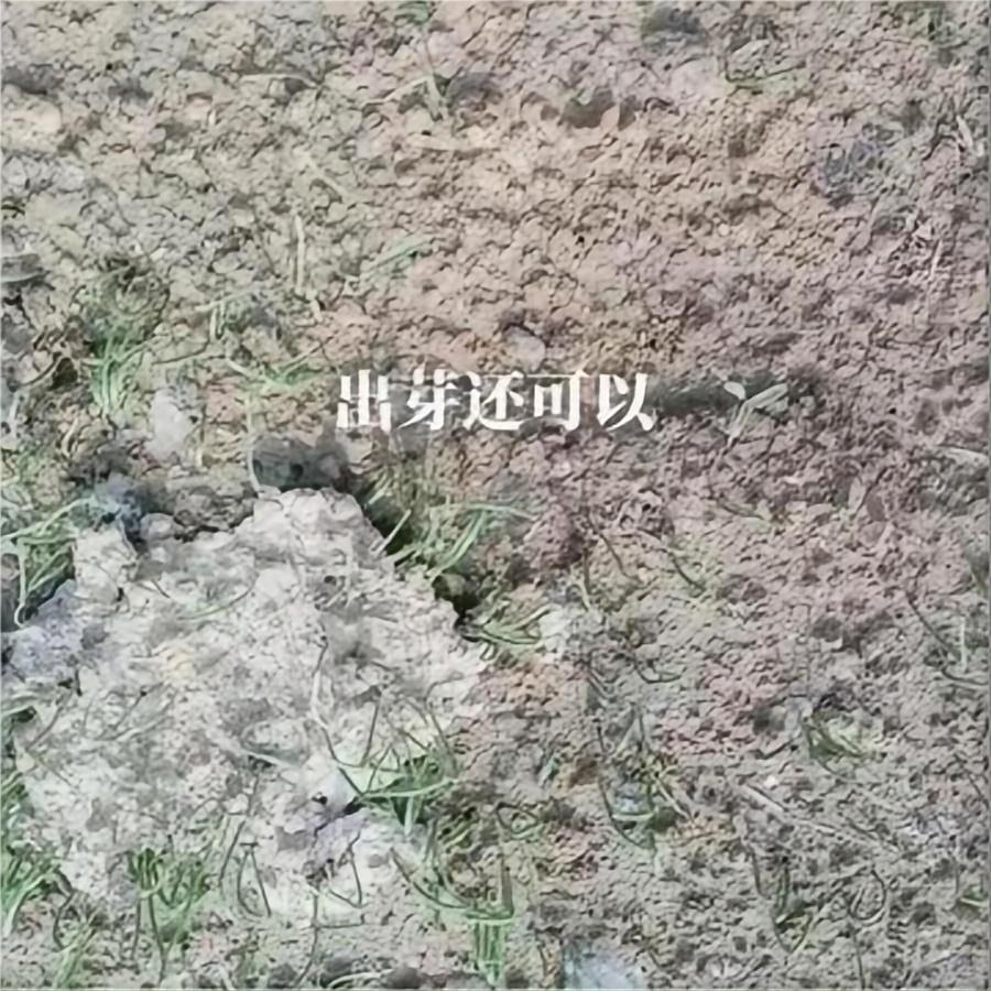出芽还可以