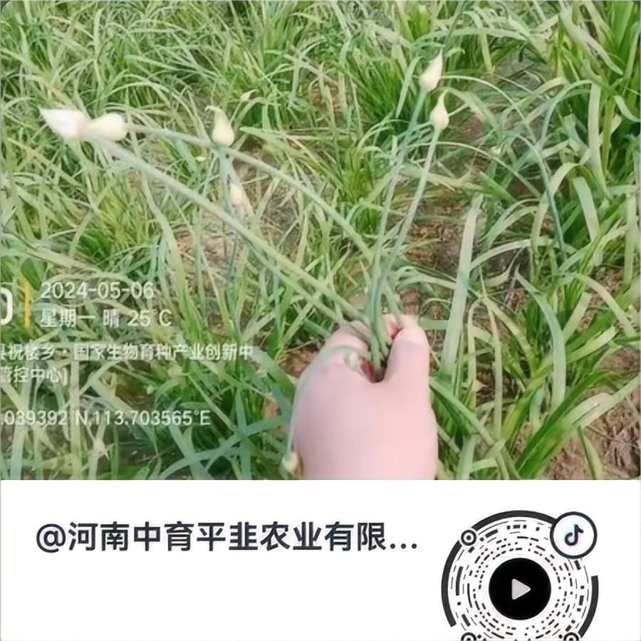抽薹期 中育薹丰