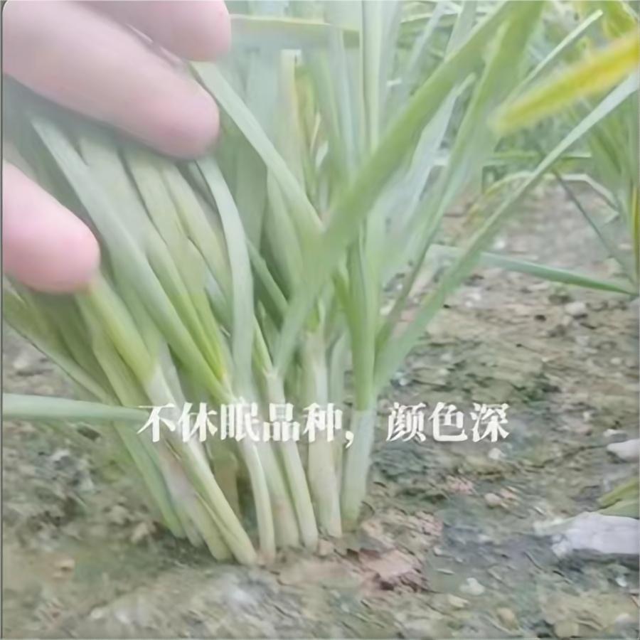 不休眠品种 颜色深