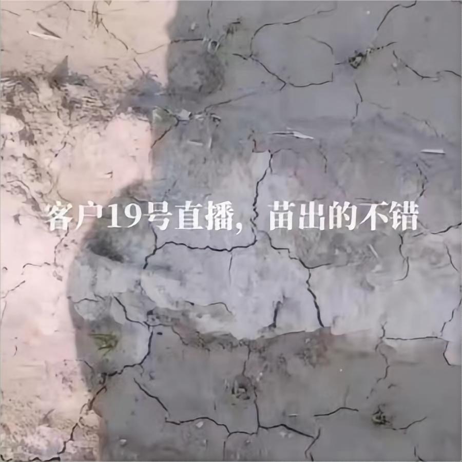 客户19号直播，苗出的不错