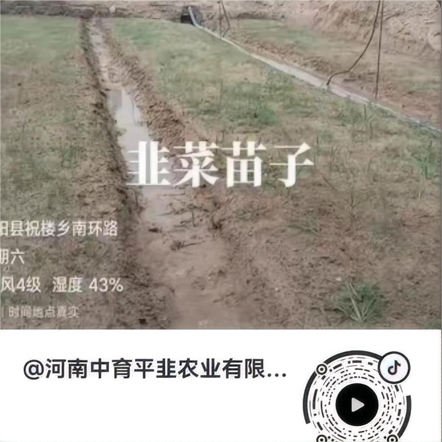 韭菜苗