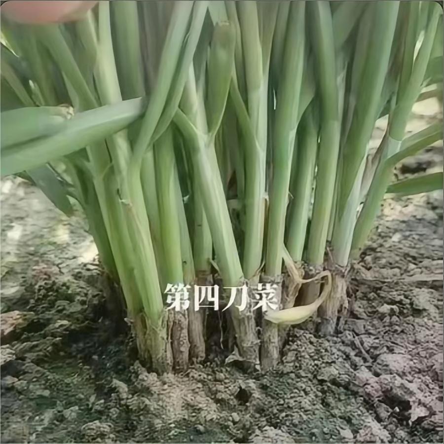 客户割第四刀菜