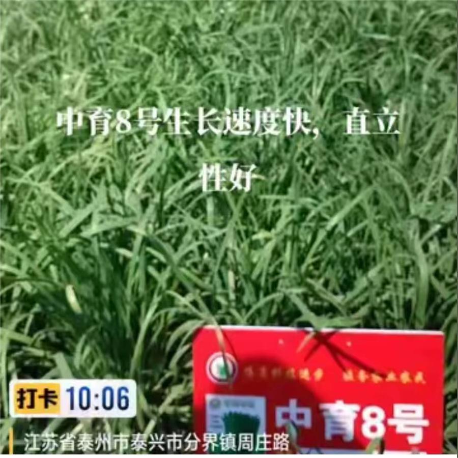 中育8号生长速度快，直立性好
