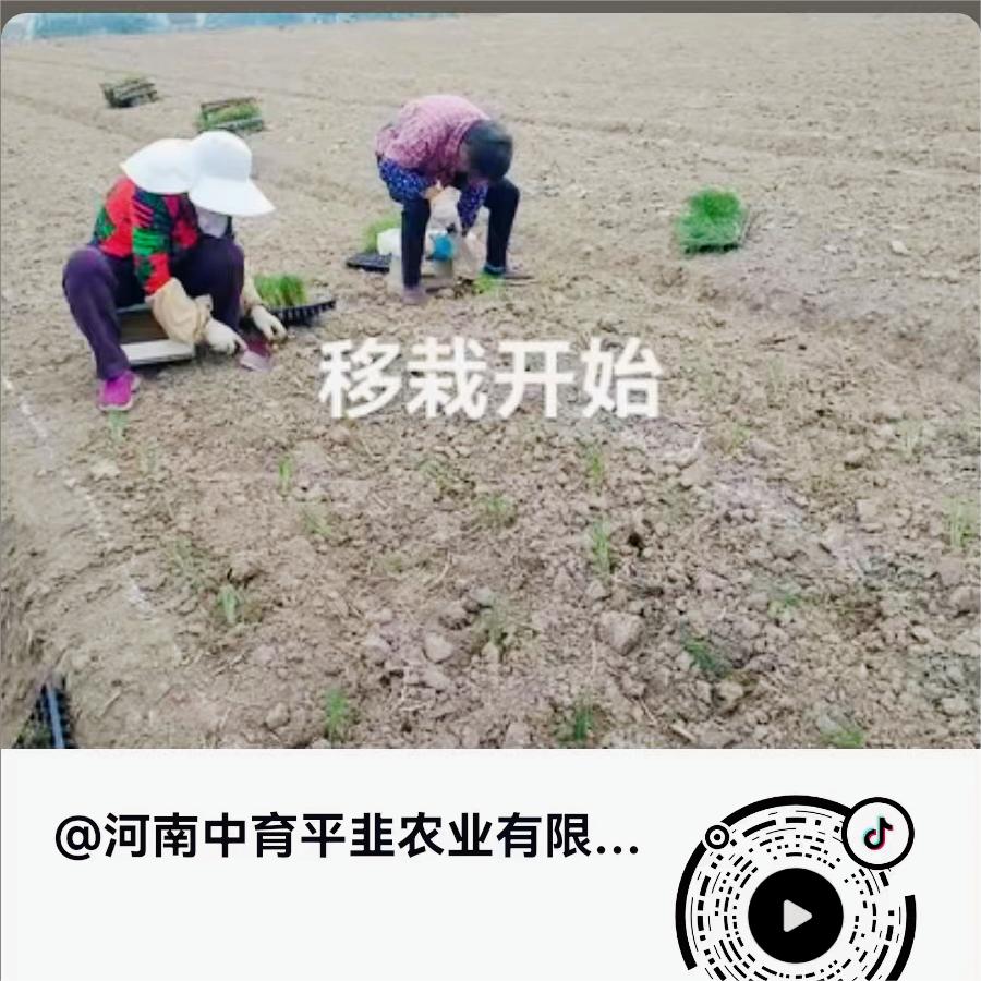 移栽开始，中育平韭