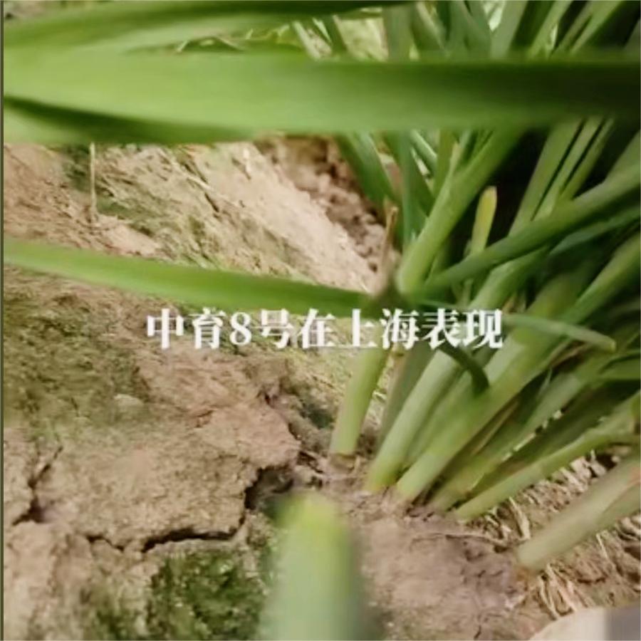 中育8号在上海的表现