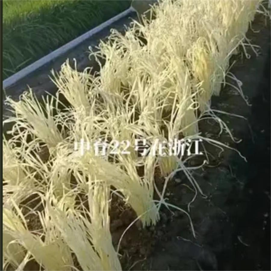 中育22号在浙江，韭黄