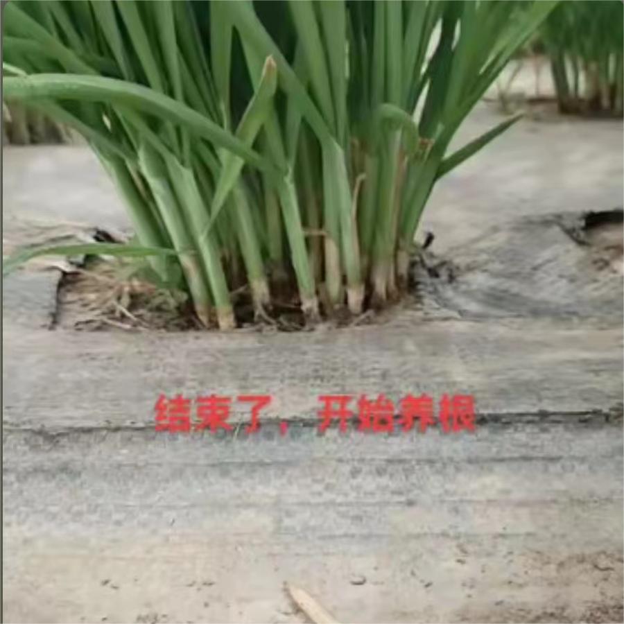 结束了，开始养根