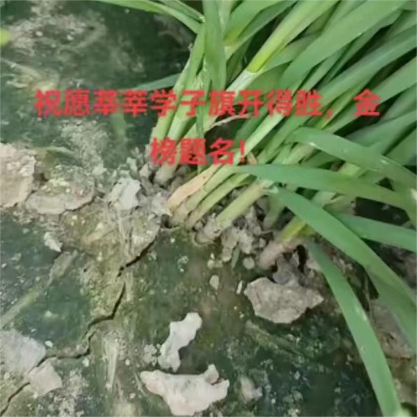 祝愿莘莘学子旗开得胜，金榜题名