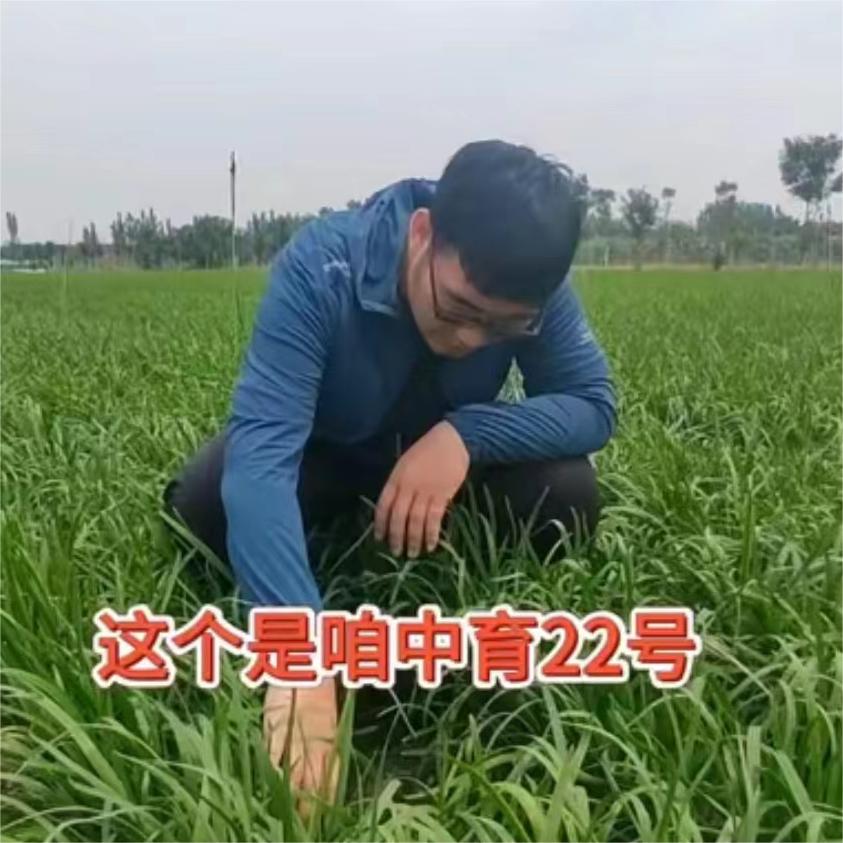 客户种的中育22号