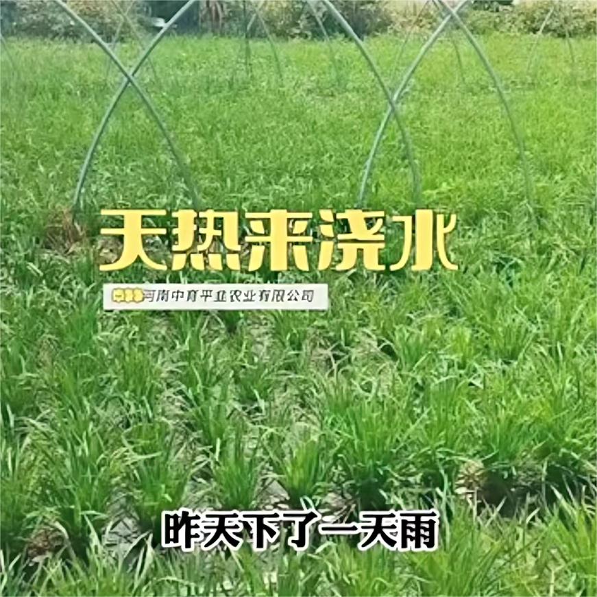 天热来浇水