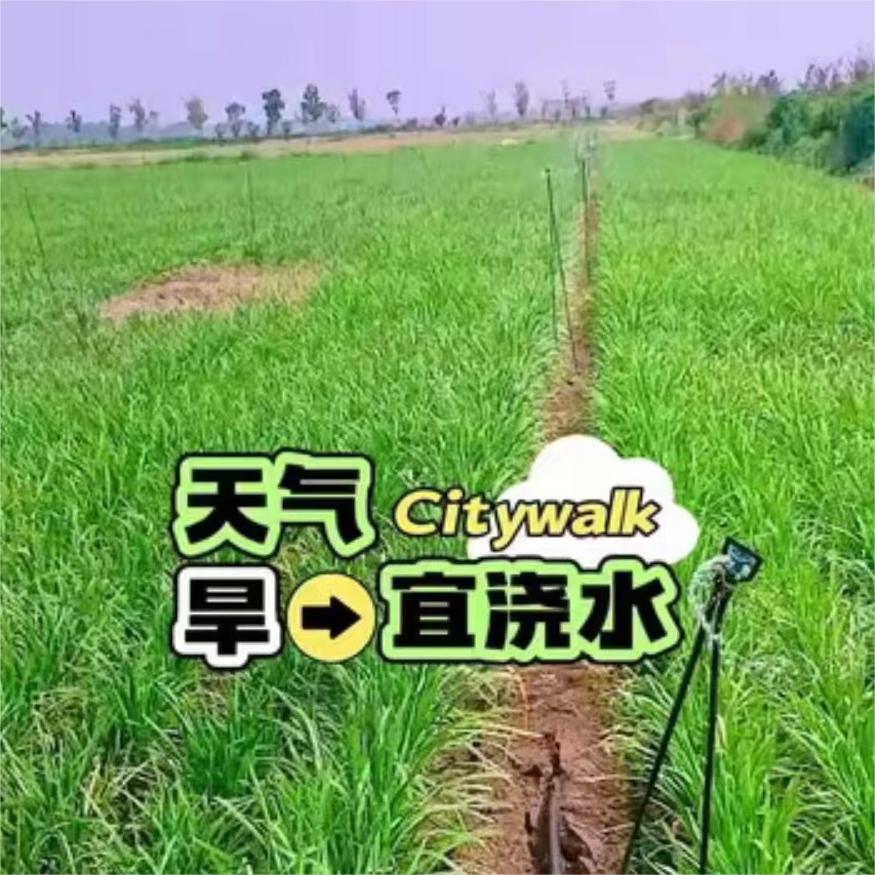 天气旱宜浇水