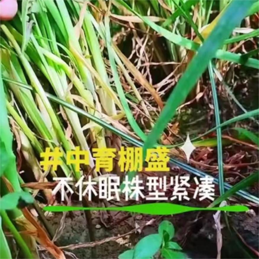 中育棚盛