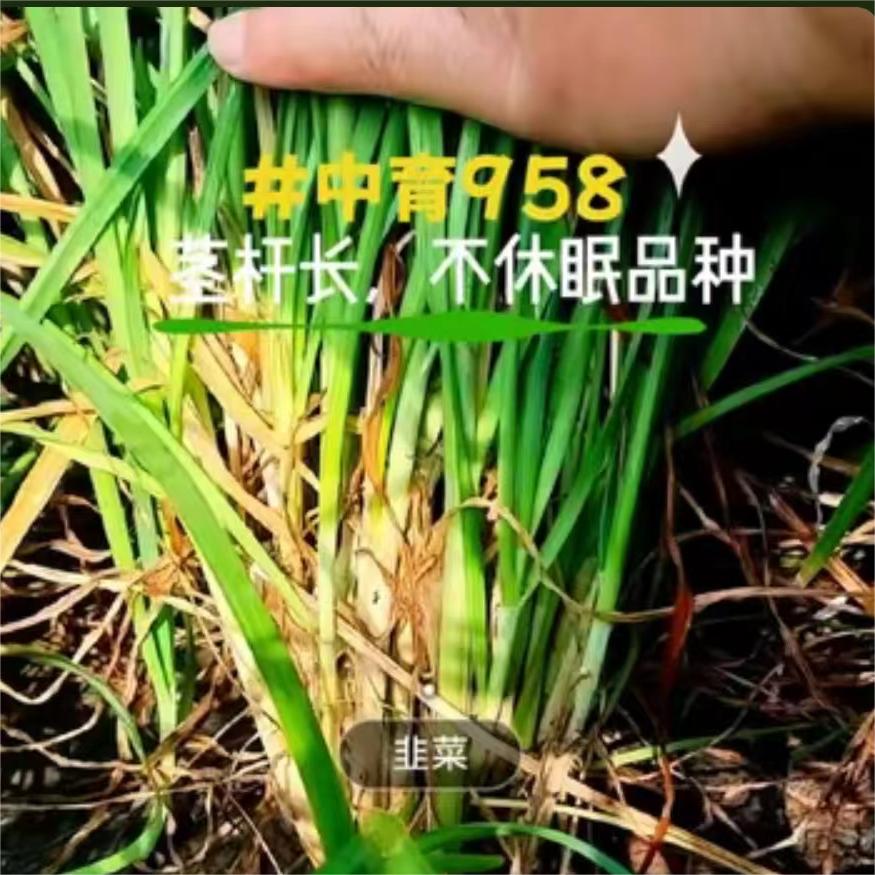 中育958