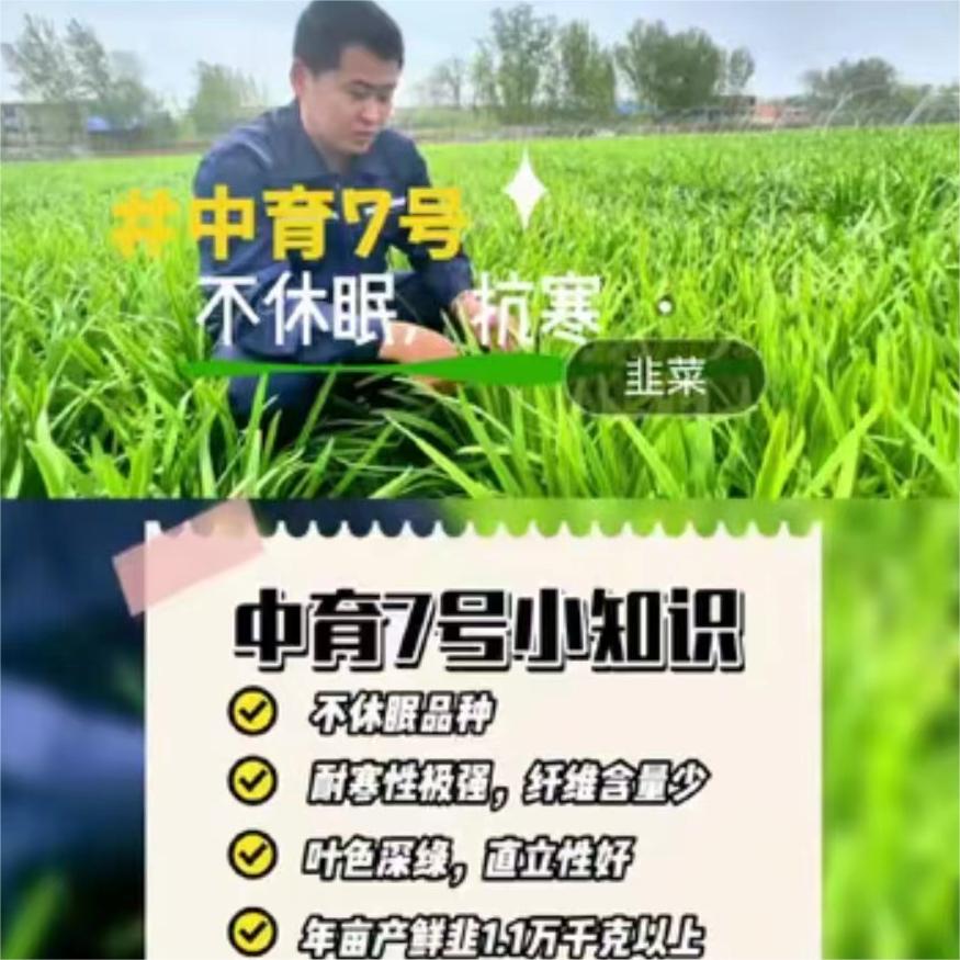 中育7号小知识