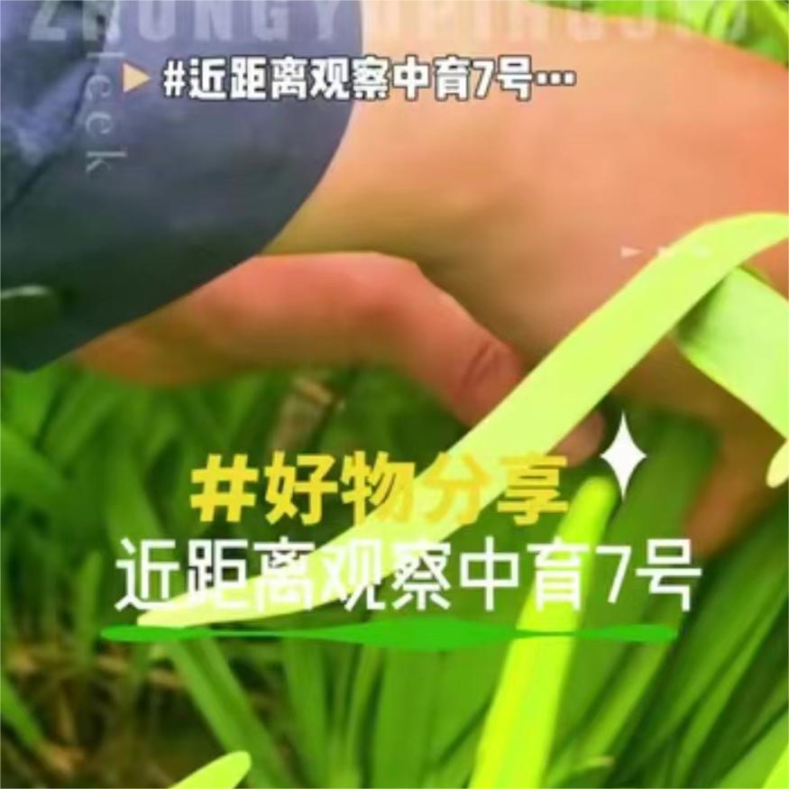 近距离观察中育7号