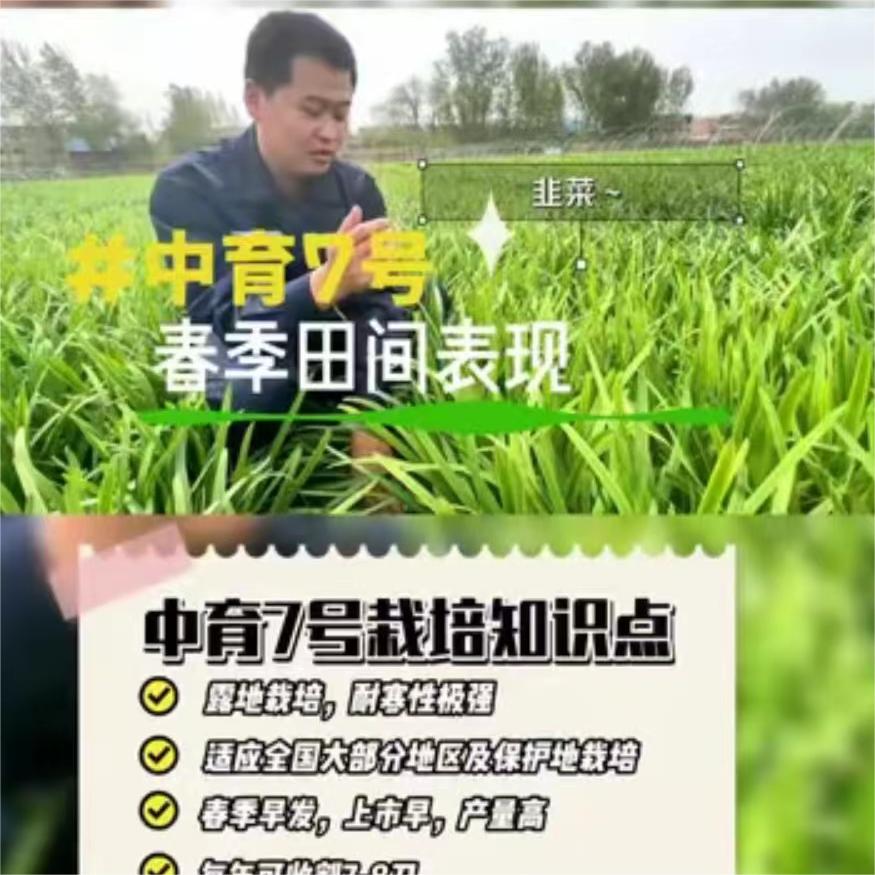 中育7号春季田间表现
