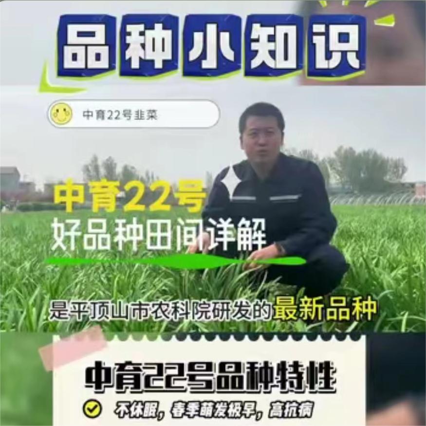 中育22号田间详解