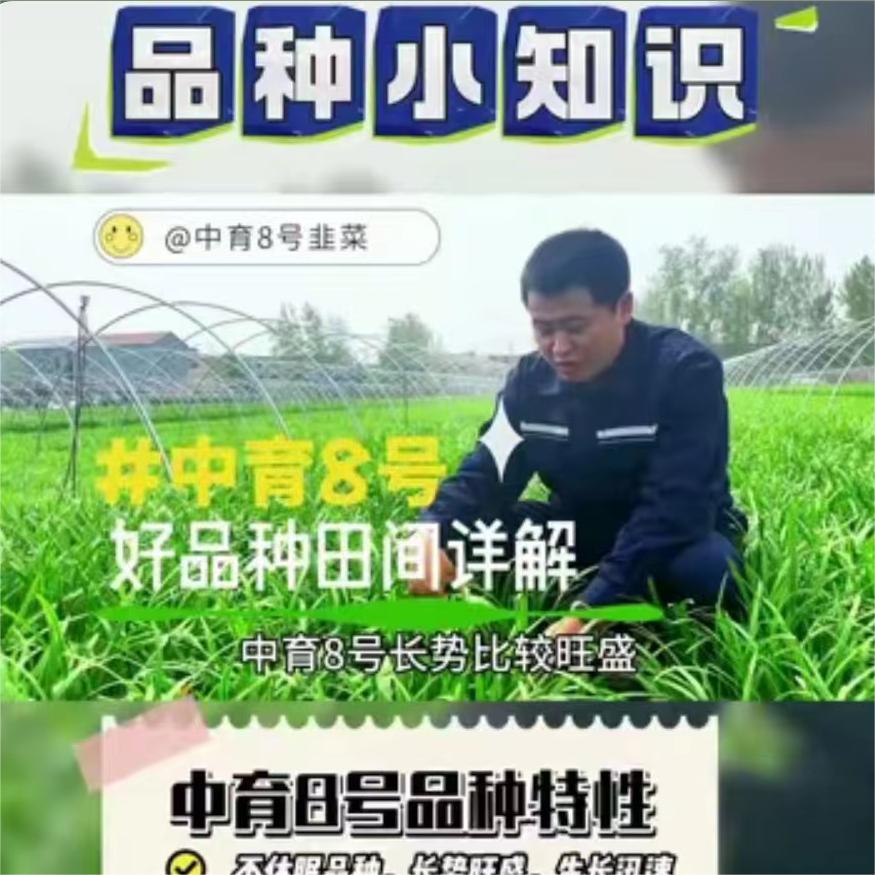 中育8号田间详解