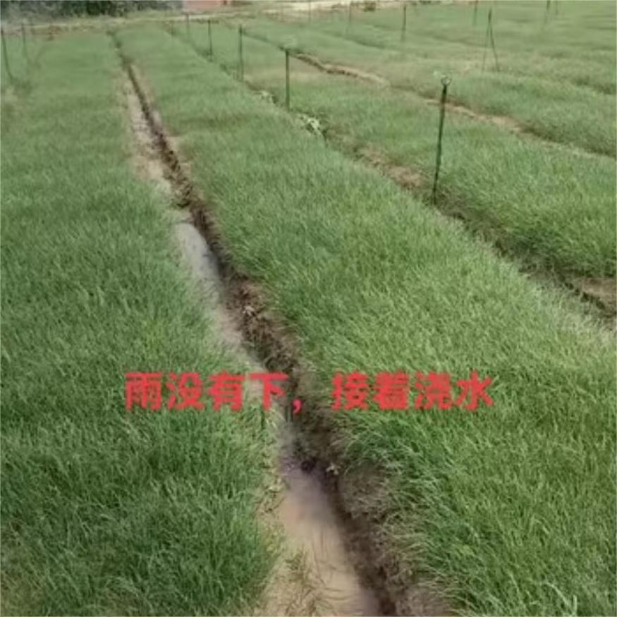 雨没有下，接着浇水