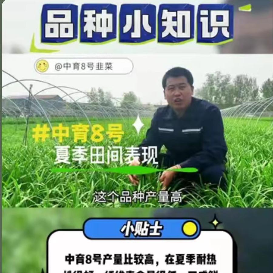 中育8号夏季田间表现