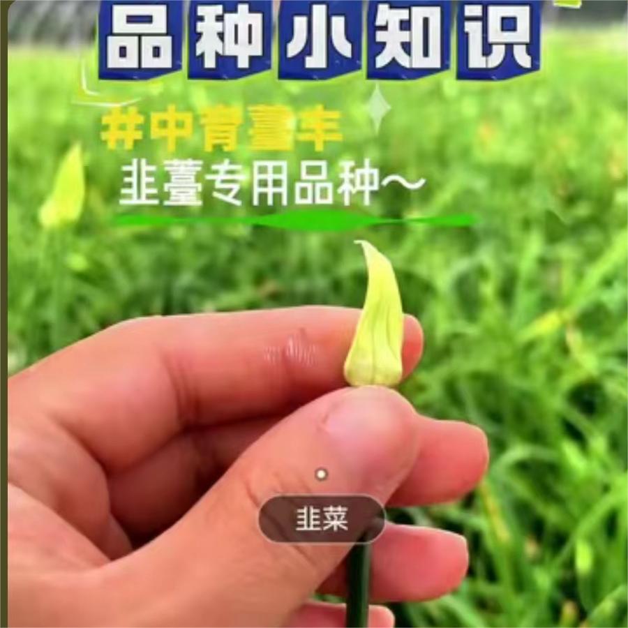 中育薹丰-品种小知识