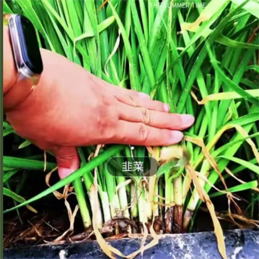 每天都在浇水，每天都很旱