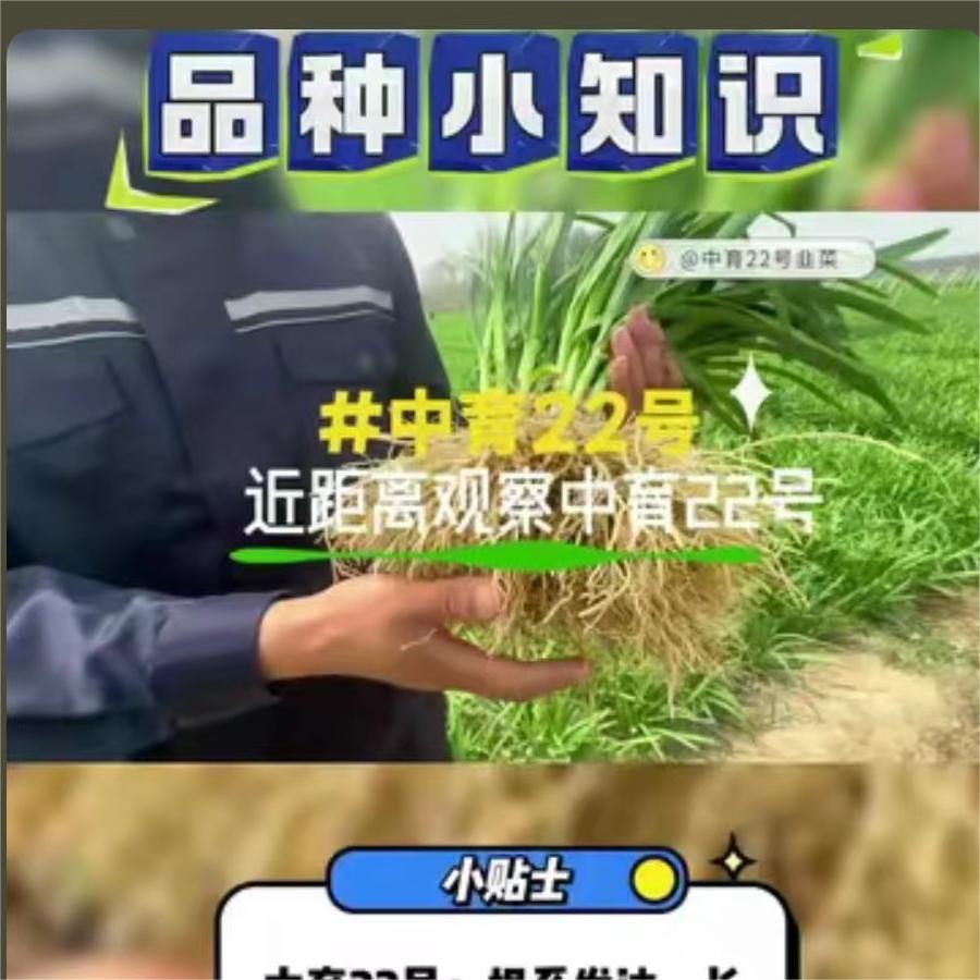 近距离观察中育22号