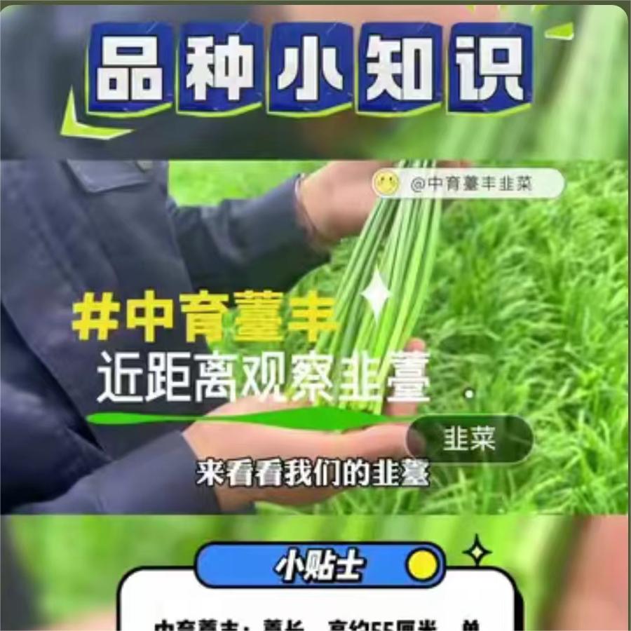 近距离观察韭薹