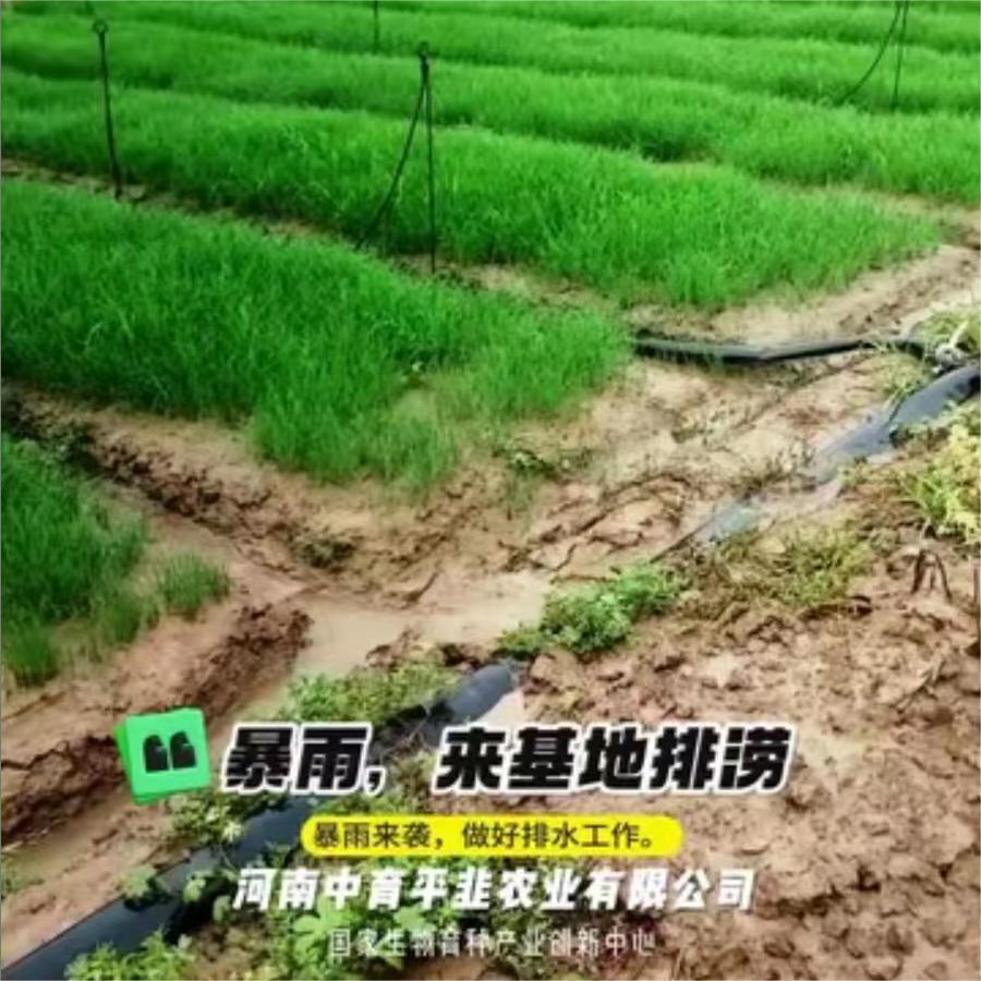 暴雨，来基地排涝