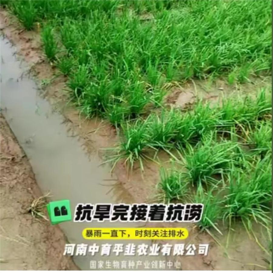 抗完旱接着抗涝