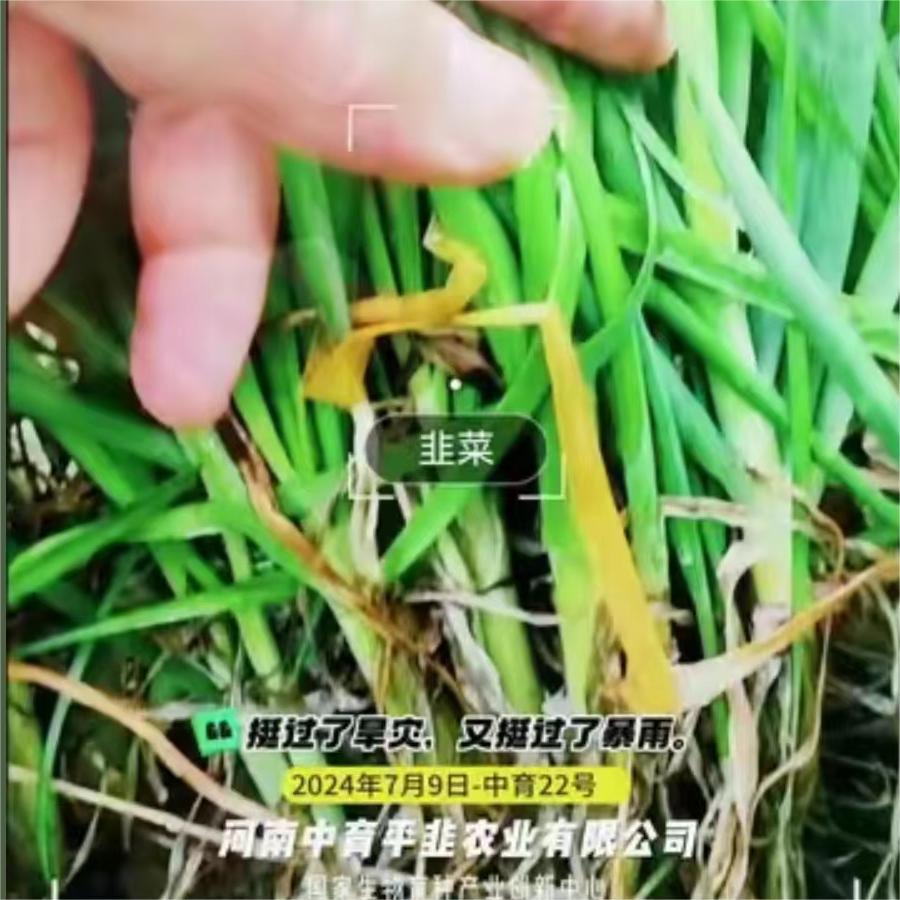 挺过了旱灾，又挺过了暴雨