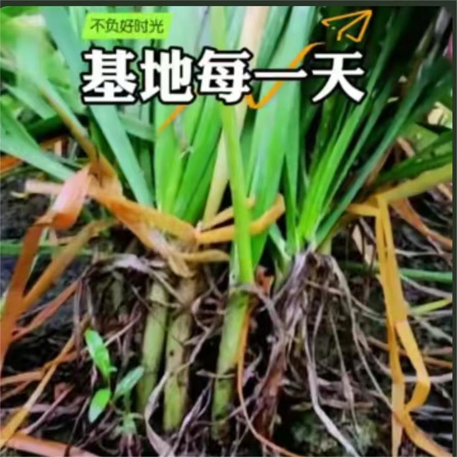 中育22号-每天基地转一转