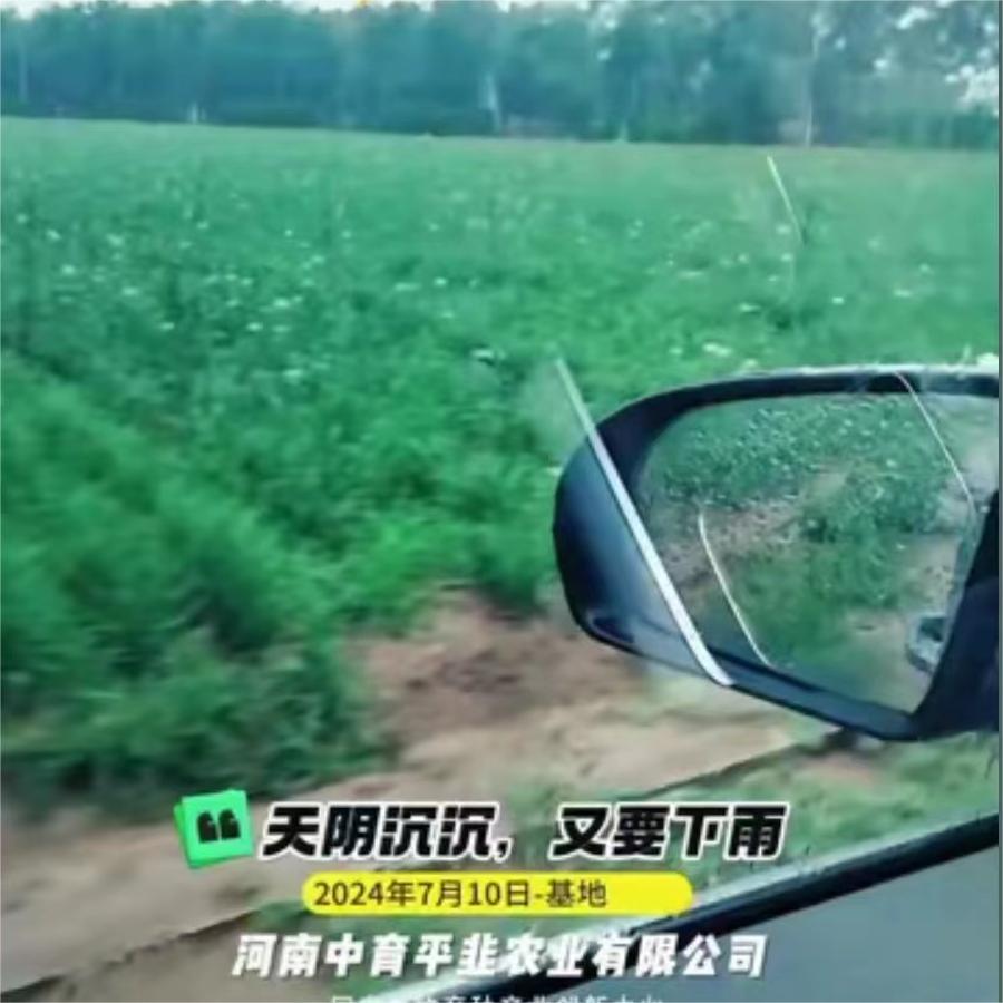 天阴沉沉，又要下雨