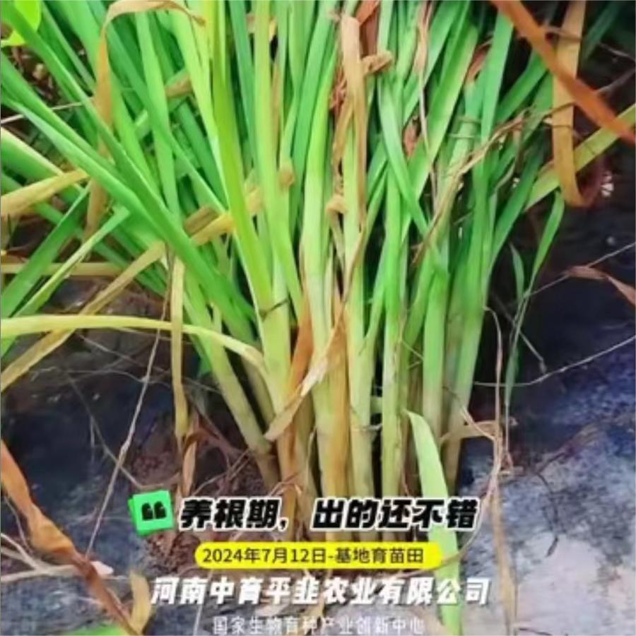 养根期，出的还不错